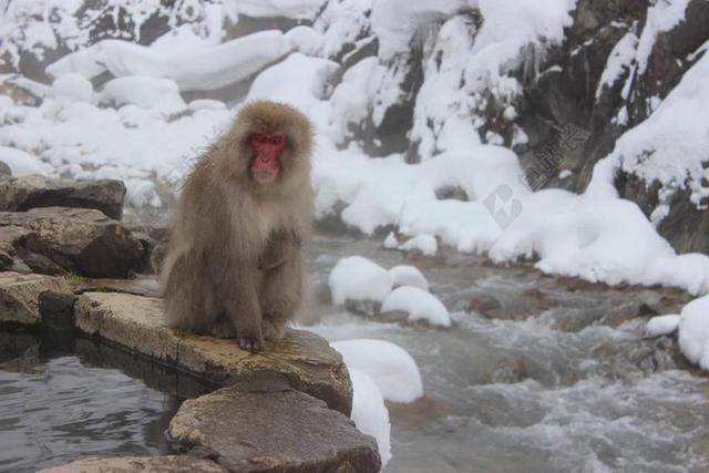 摄影唯美雪猴背景图片