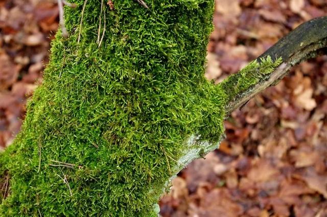 长满青苔的树干 苔藓 树 森林