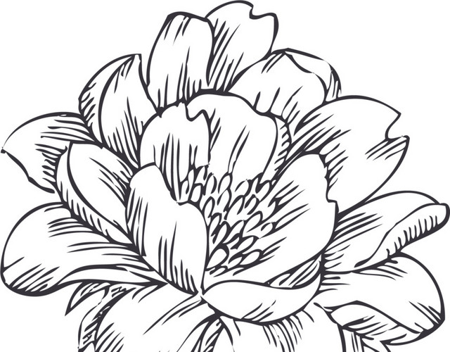 花朵素材
