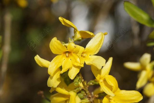 连翘 花园连翘 鲜花 连翘花 春天 楞次 花园 黄色 关闭
