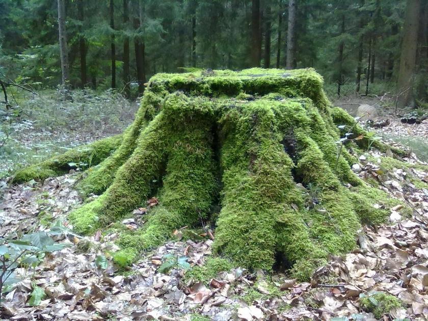 树桩 苔 森林 绿色 疏林 拆除 环保 垂死的树