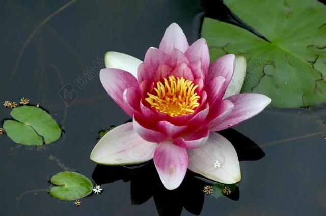 睡莲 水 水生植物 簇簇 花 玫瑰 池塘