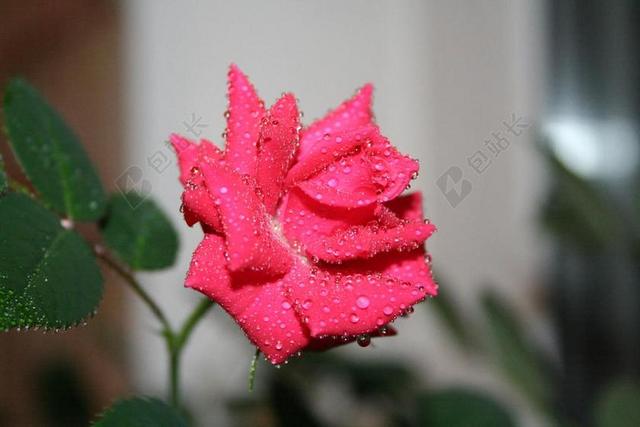 玫瑰 滴 罗莎 花卉 红玫瑰 只是一朵玫瑰花 美丽