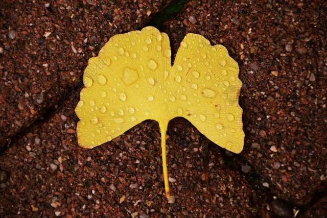 雨后唯美银杏叶上的雨滴背景图片
