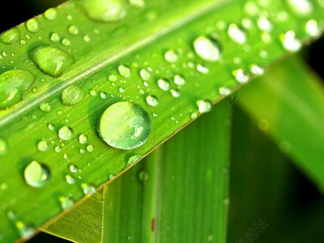水 滴 叶 草 绿色 露水 雨 特写 生活 植物