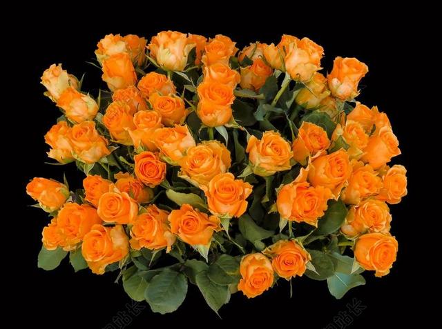 情感 玫瑰 生日 迎接 花束 生日快乐 祝贺 束玫瑰 爱情
