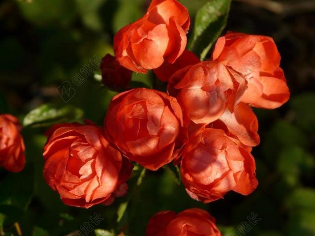 玫瑰花蕾 玫瑰花 玫瑰 蔷薇 球面 属 红色 花 鲜花 厂