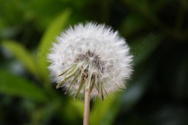 唯美蒲公英特写背景图片