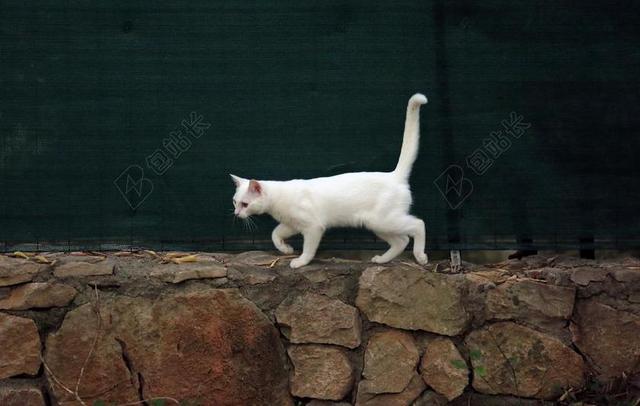 动物 猫 白猫