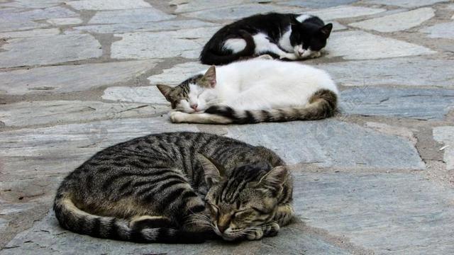 猫 休息 睡眠 可爱 动物 小猫 放松 可爱的 懒 说谎