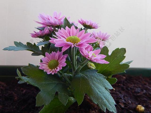 花 非洲菊 颜色 植物 盛开 夏天