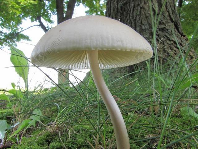 蘑菇 野生 真菌 自然 毒菌 孢子 菌类 水果 身体 肉
