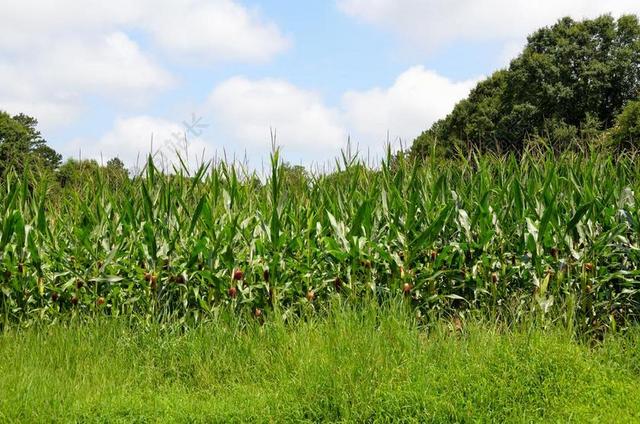 玉米田 玉米 农业 农田 自然 夏天 植物 作物 农场