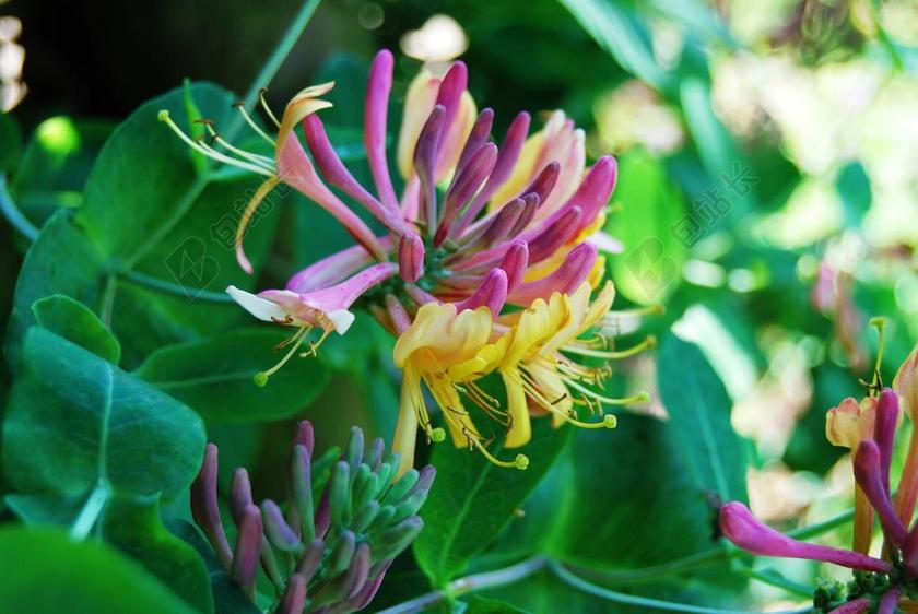 金银花 鲜花 强烈的色彩 性质 B 开花 盛开 光明