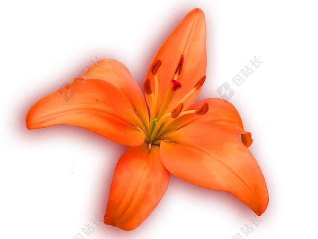 百合 橙 春天 盛开 开花 开放 孤立