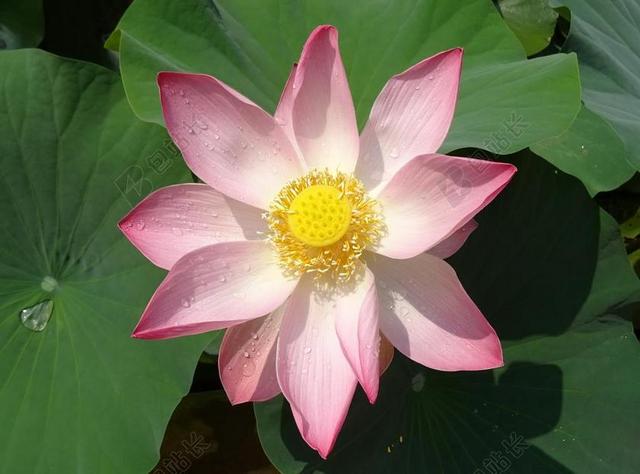 清新莲花盛开背景图片