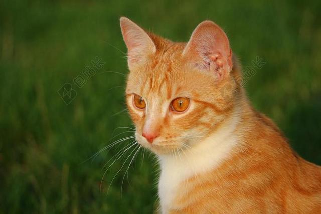 摄影唯美户外的猫宝宝背景图片