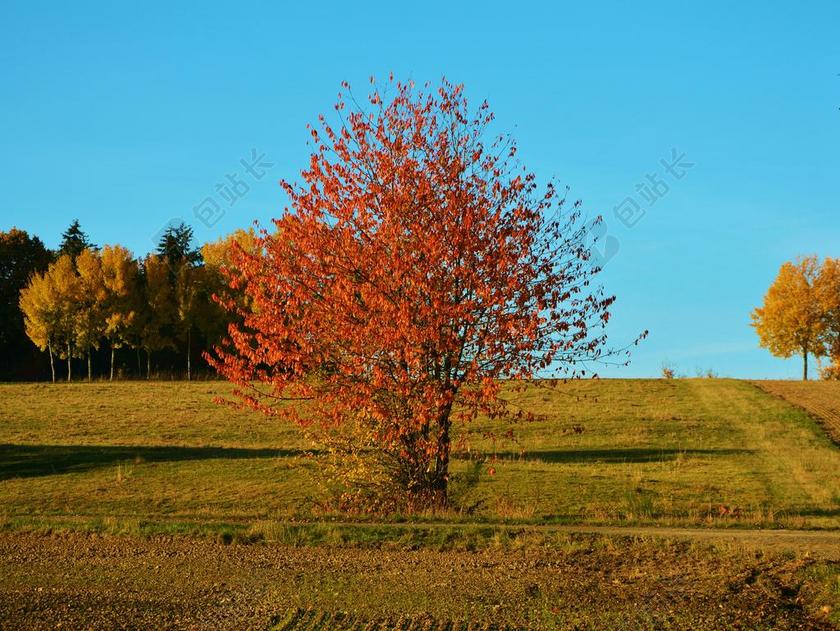 秋天一棵树 秋季 景观 出现 秋天的颜色 秋 秋天的心情 性质