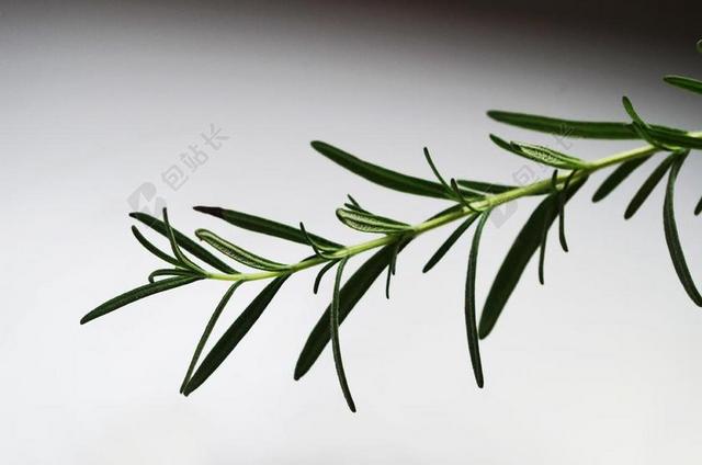 迷迭香 药草 辣椒 烹饪 芳香族