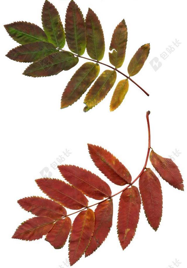 叶子 秋叶 洛恩 剪贴画 性质 植物 紫叶 秋季 树木