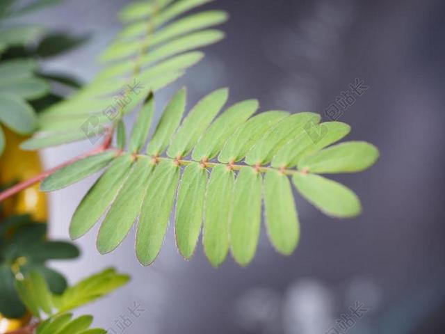叶子 羽状 含羞草 害羞敏感的植物 敏感的植物 半灌木