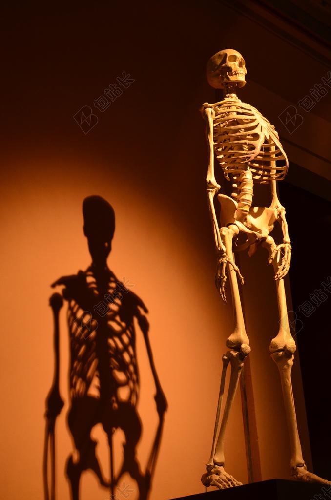 骨架 影子 人的 解剖学 骨 皮影戏 西班牙裔美国人 帧