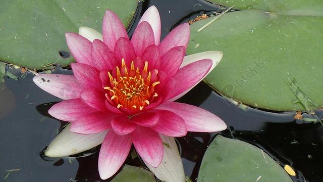 水百合 百慕大 粉红色的花 花 花的 植物 自然 开花 盛开