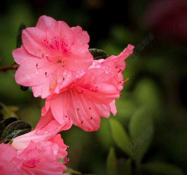 杜鹃花珊瑚响铃 杜鹃久留米 粉红色的杜鹃花 灌木 常绿 春天的花朵
