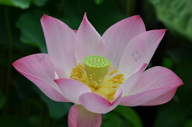 东印度圣莲 花 莲花 神圣 印度 亚洲 东方