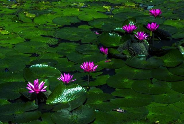 莲花 水百合 植物 水 花的 异国情调 开花 自然 池