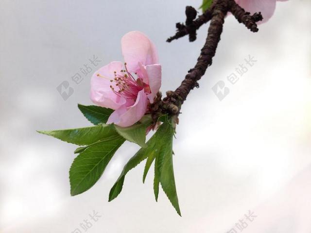 梅花盛开 花 粉红色的花朵 春天 开花
