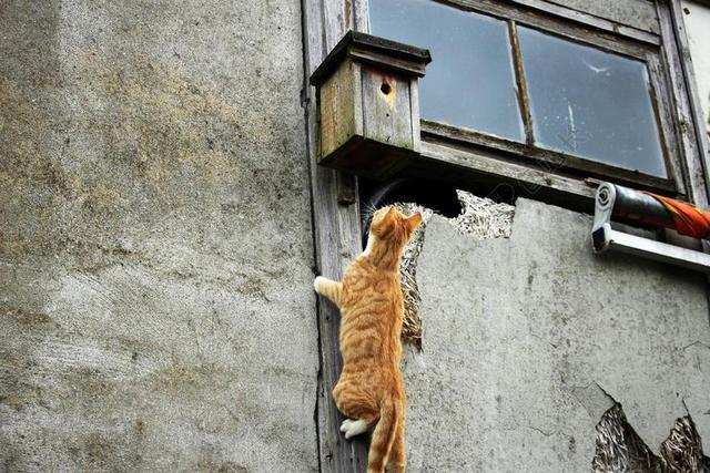动物墙上的猫和鸟窝背景图片