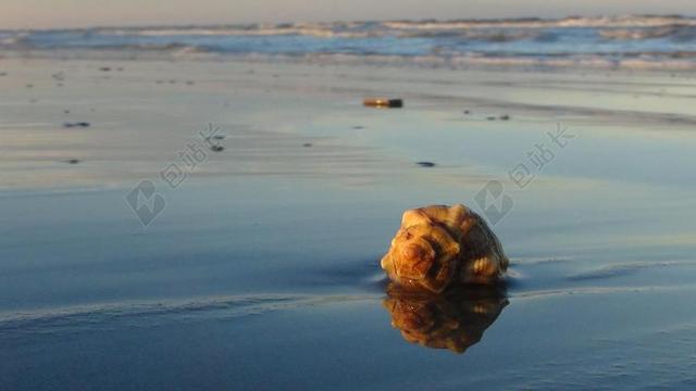 清新海滩贝壳倒影背景图片