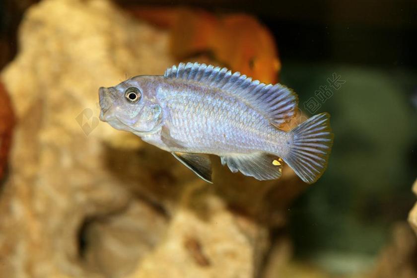 PSEUDOTROPHEUS ACEI CICHLID 马拉维 慈鲷