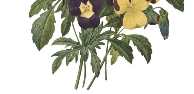 深色系水彩植物叶子花朵