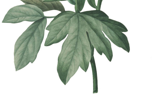 粉色清新植物花朵素材