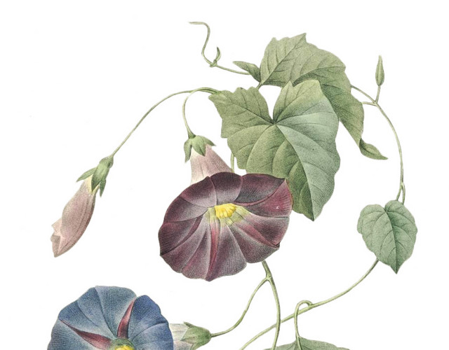 手绘复古风植物牵牛花