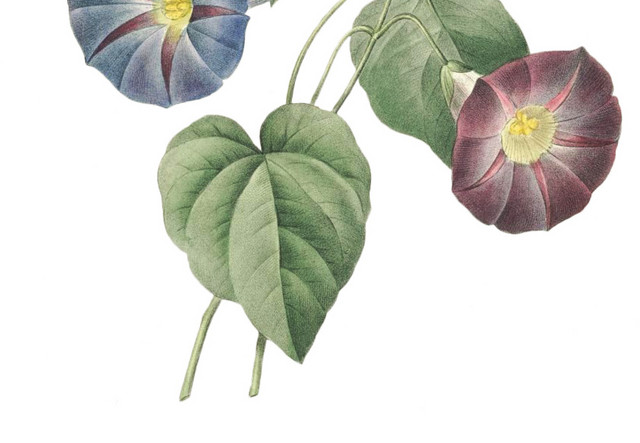 手绘复古风植物牵牛花