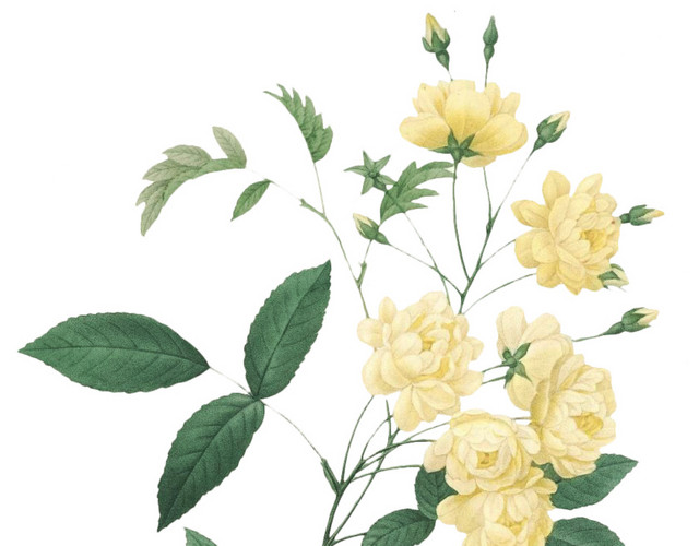 月季花素材