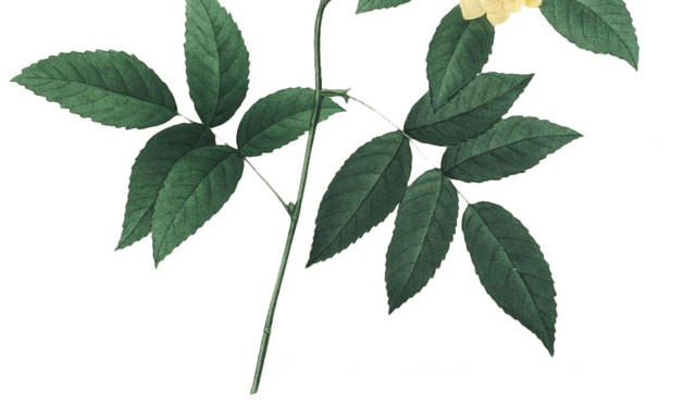 月季花素材