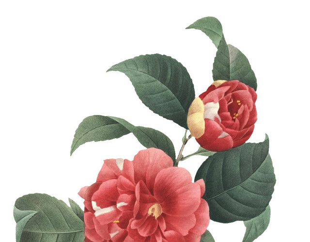 红色花卉素材