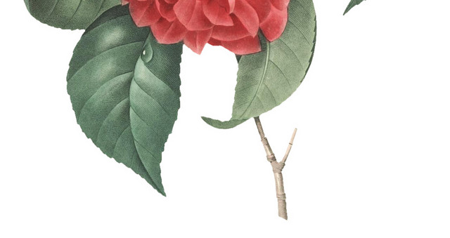 红色花卉素材