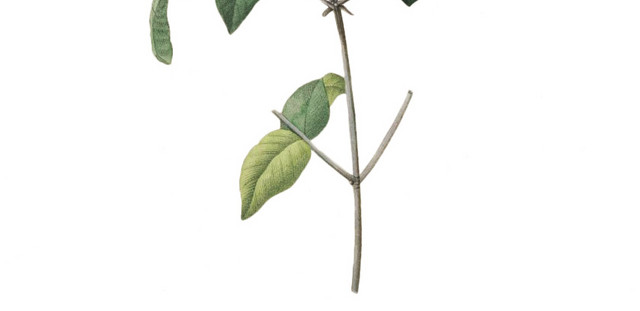 黄色野花素材