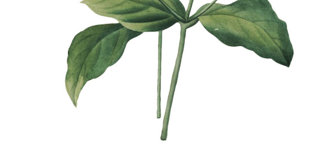 美丽黄色花朵素材