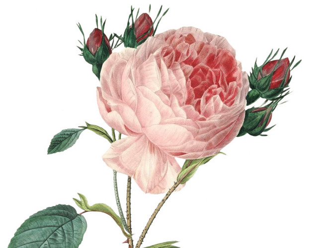 美丽月季花矢量图