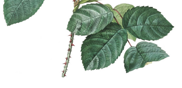 美丽月季花矢量图