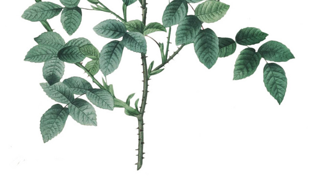 月季花植株素材