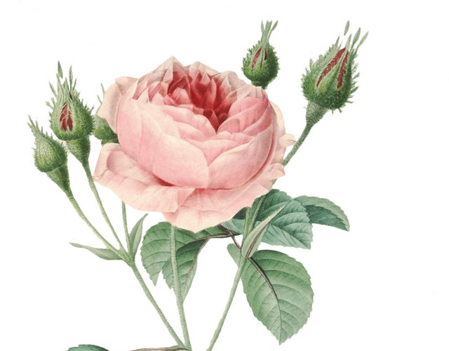 唯美月季花素材