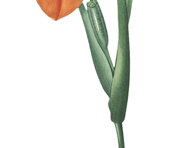 水仙花花卉素材