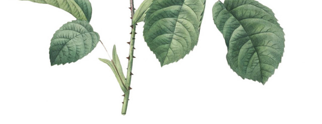 植物月季花矢量图
